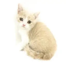 ブリティッシュショートヘア