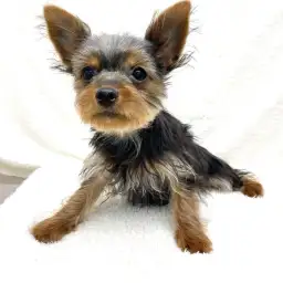 ヨークシャーテリア