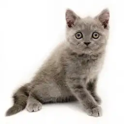 ブリティッシュショートヘア