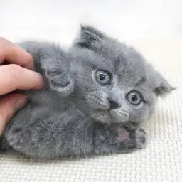 スコティッシュフォールド