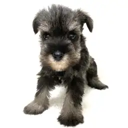 ミニチュア・シュナウザー