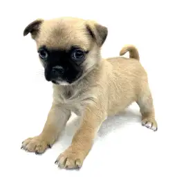 MIX（チワワ×パグ）