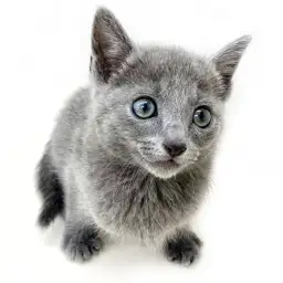 ロシアンブルー