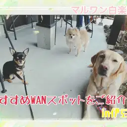 【 ペットショップ店員の小旅行 】おすすめWANスポットをご紹介!in伊豆