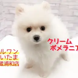 【 ポメラニアン 】白いタヌキポメ!子供と一緒に出来るお世話もご紹介!