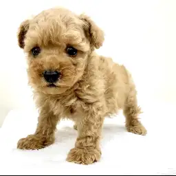 トイ・プードル