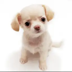 MIX（チワワ×ダックスフント）