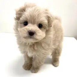 MIX（トイプードル×ポメラニアン）