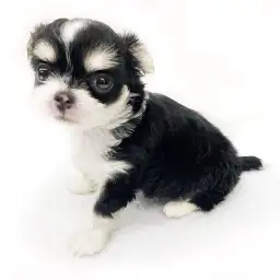 MIX（チワワ×マルチーズ）