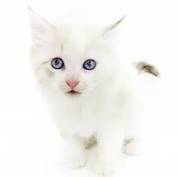 ノルウェージャンフォレストキャット