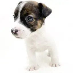 ジャックラッセルテリア