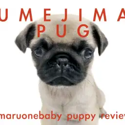 【 パグ 】飼いやすさ満点!!お手入れ&おトイレマスター済!