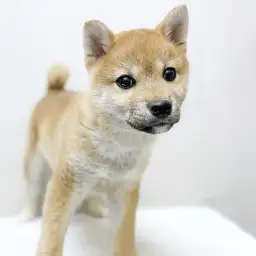 柴犬