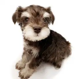 ミニチュア・シュナウザー