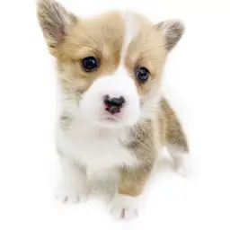 ウェルシュコーギーペンブローク