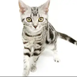 アメリカンショートヘア