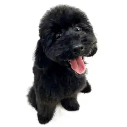 トイ・プードル