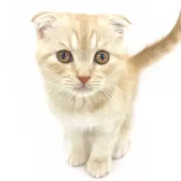 スコティッシュフォールド