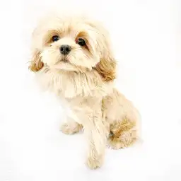 MIX（トイプードル×ペキニーズ）