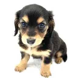 カニンヘン・ダックスフント