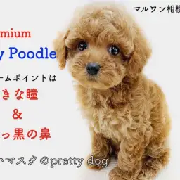 【 トイプードル 】小さめサイズと抜け毛の少なめ!安心のリモートサポート付き!