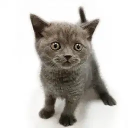 ブリティッシュショートヘア