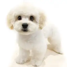 MIX（トイプードル×ペキニーズ）