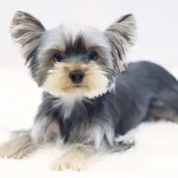 ヨークシャーテリア