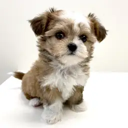 MIX（チワワ×シーズー）