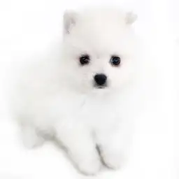 MIX（ポメラニアン×スピッツ）