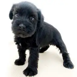 ミニチュア・シュナウザー