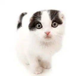 スコティッシュフォールド