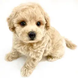 MIX（トイプードル×ボロニーズ）