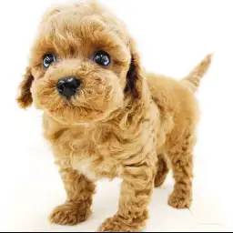 トイ・プードル