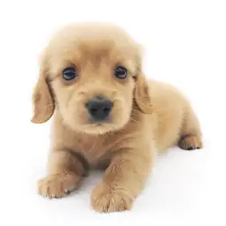 ミニチュア・ダックスフント