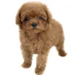 トイ・プードル