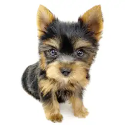 ヨークシャーテリア