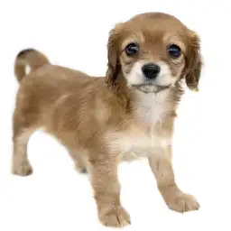 MIX（チワワ×ダックスフント）