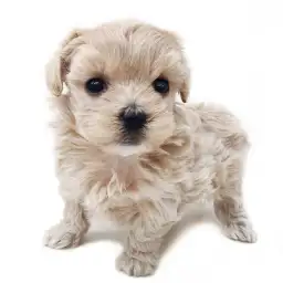 MIX（トイプードル×マルチーズ）