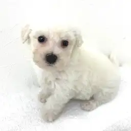 ビションフリーゼ