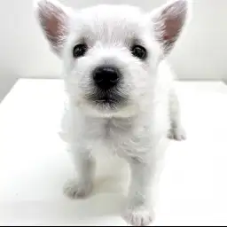 ウェストハイランドホワイトテリア