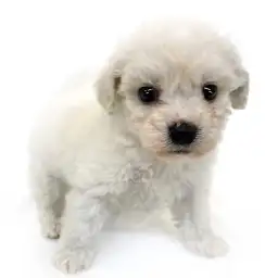 ビションフリーゼ