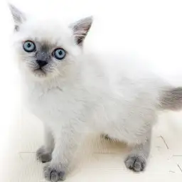 ブリティッシュショートヘア