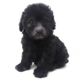 トイ・プードル