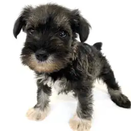 ミニチュア・シュナウザー