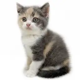 ブリティッシュショートヘア