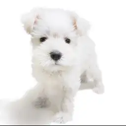 ミニチュア・シュナウザー