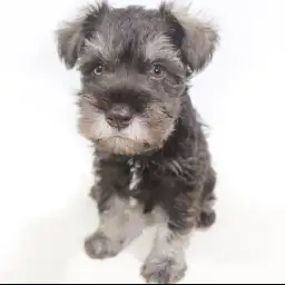 ミニチュア・シュナウザー