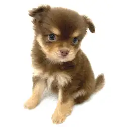 MIX（ポメラニアン×チワワ）