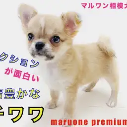 【 チワワ 】リアクションが面白い！思わず笑ってしまう表情の魅力に迫ります！